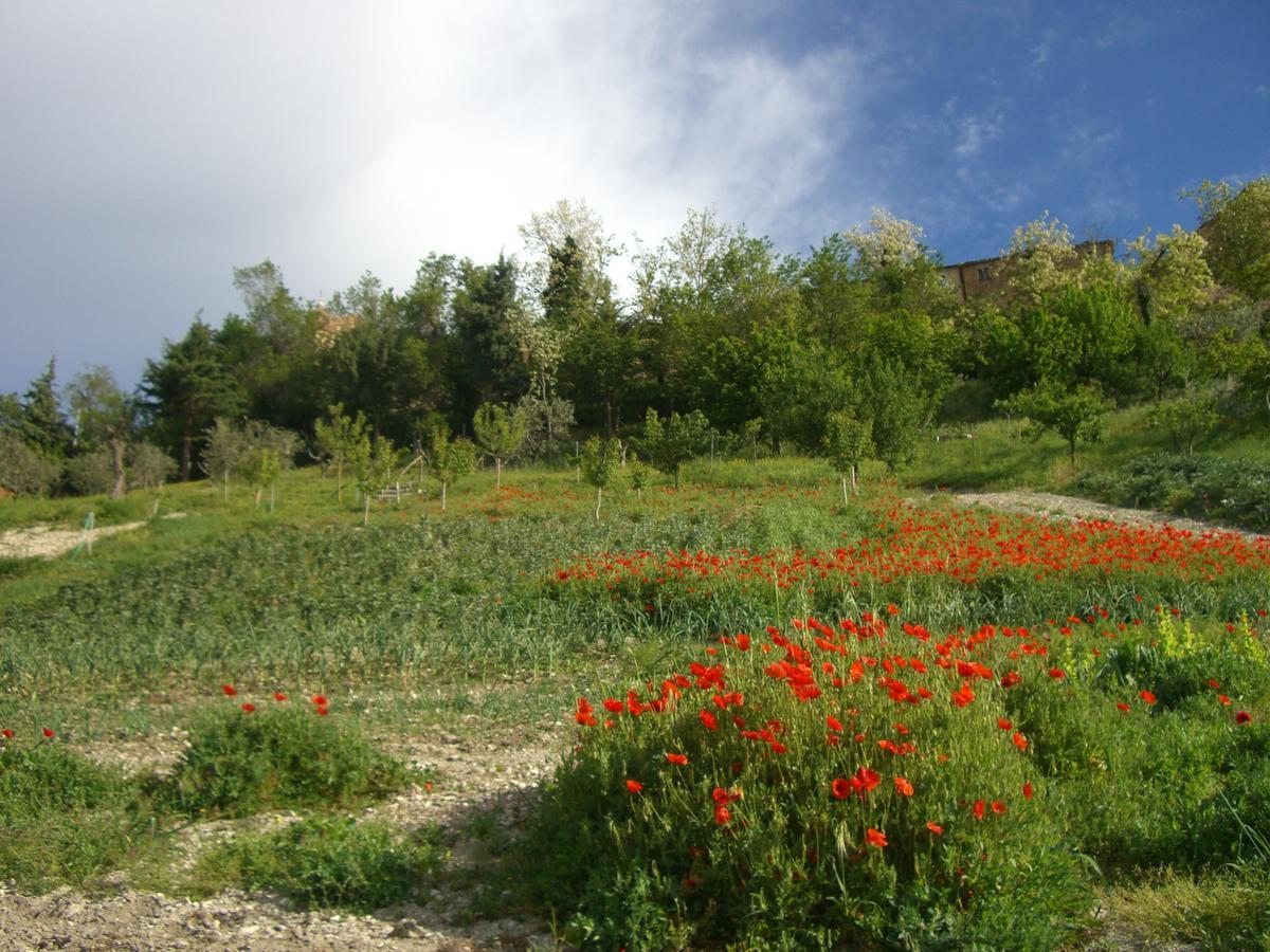 Agriturismo Pozzuolo Serrungarina Экстерьер фото